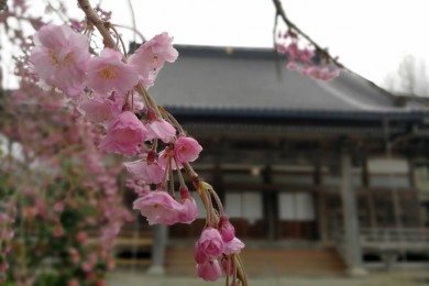 しだれ桜が咲き始めました。